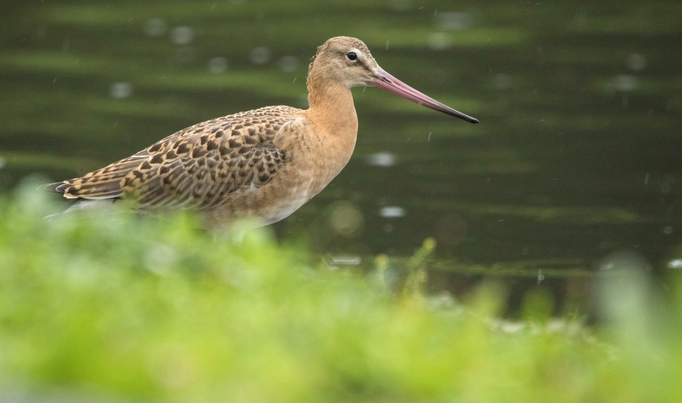 View: Bird Spotting with Branwen at WWT Llanelli Wetland Centre